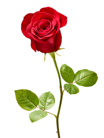 A picture of a single red rose on a white background